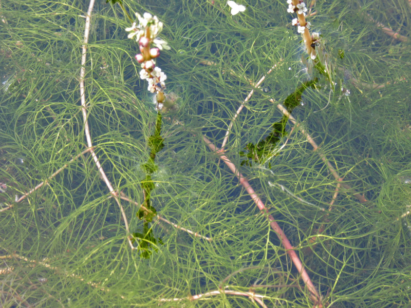 Ähriges Tausendblatt - Myriophyllum spicatum
